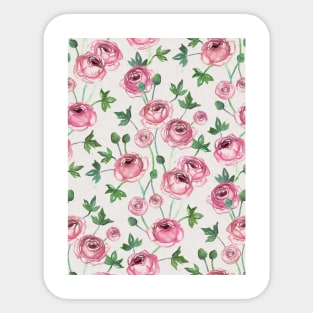 Painted Pink Ranunculus Pattern Sticker